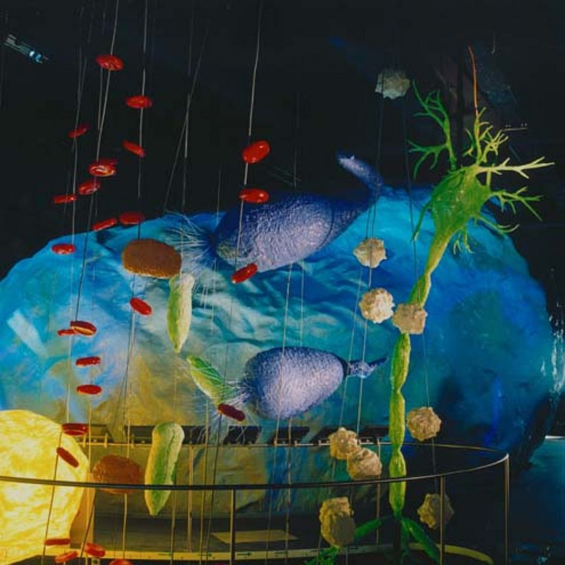 The walk-in-cell in the Pharmaceutics exhibition.