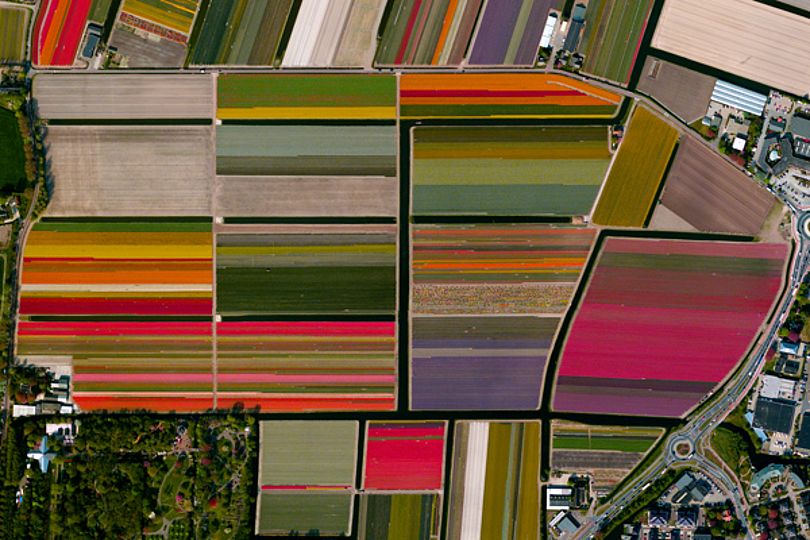 Tulip Fields of Keukenhof.