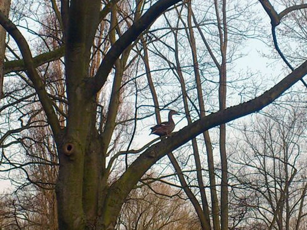 Aufmacher Ente