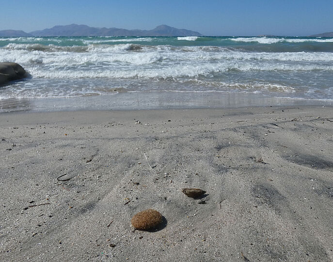 Meerballen am Strand der griechischen Insel Kos.