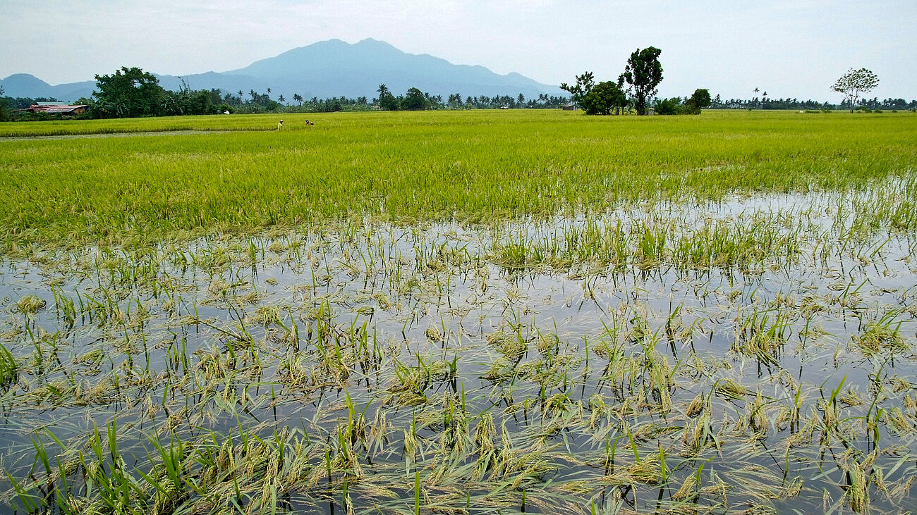 Überflutetes Reisfeld mit waagrecht liegenden, reifen Reispflanzen in flachem Wasser, grünes Feld im Hintergrund, Baumgruppen und Palmenlinie, Bergkamm am Horizont unter hellem Himmel.