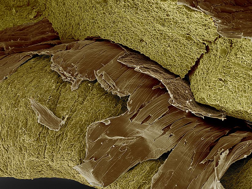 Ausschnitt einer REM-Aufnahme einer grünen Kaffeebohne.