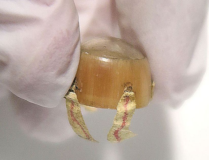 Detailaufnahme der Linse mit Papierstreifen als Sehmuskeln.