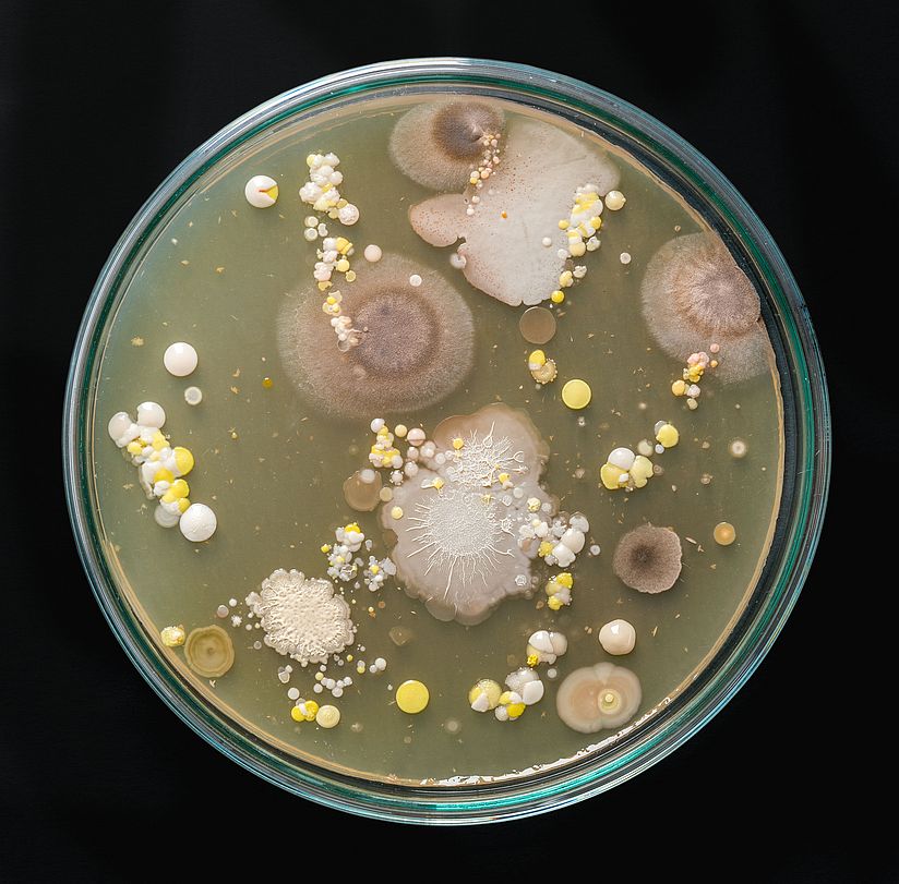  Petrieschale mit unerschiedlichen Arten von Bakterien, Viren und Pilzen.