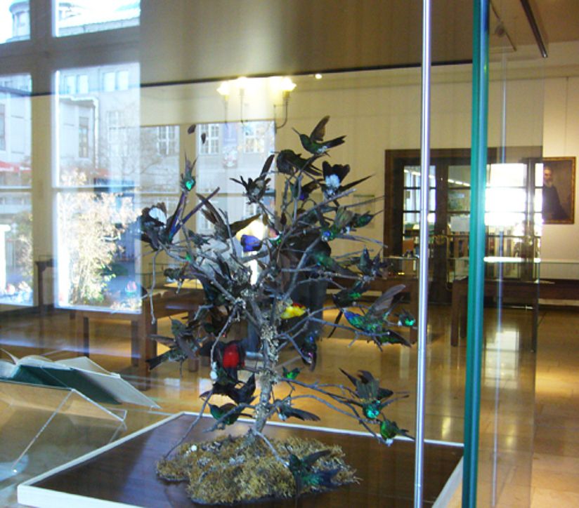 Vitrine mit Kolibris.