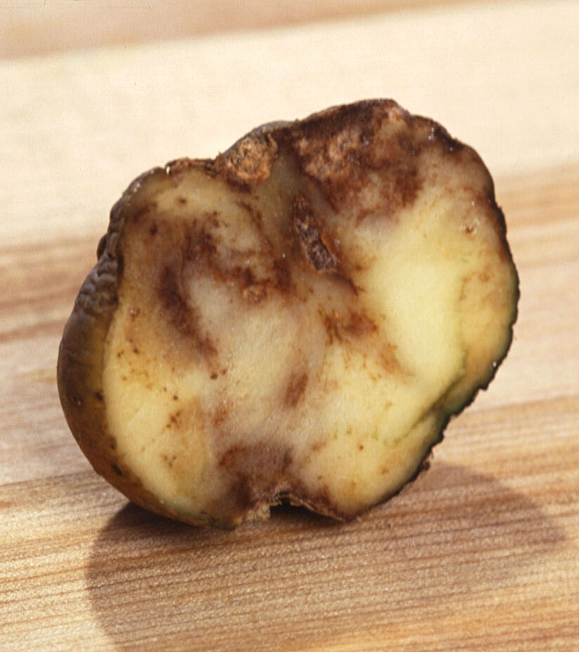 Halbierte Kartoffel mit braunen, verfärbten und fauligen Stellen auf einem hellen Holzschneidebrett.