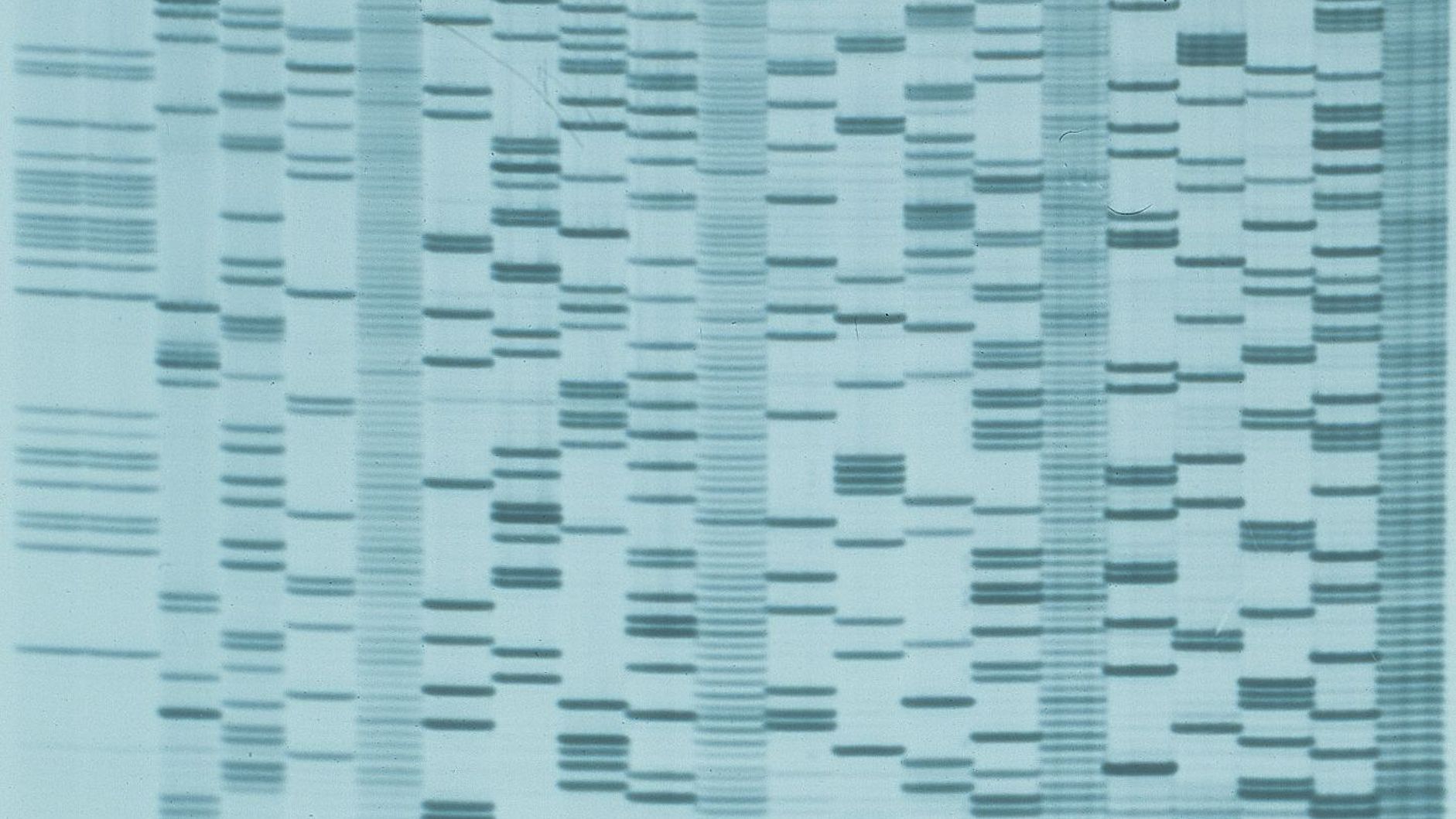 Muster der DNA-Fragment.