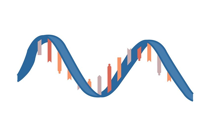 Grafik: Einsträngige RNA