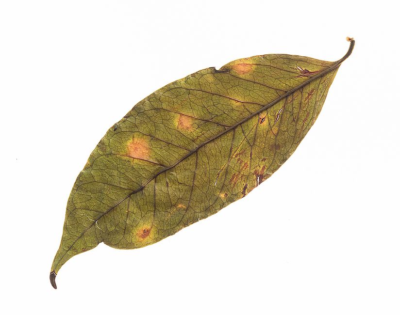 Blatt mit Kaffeerost.