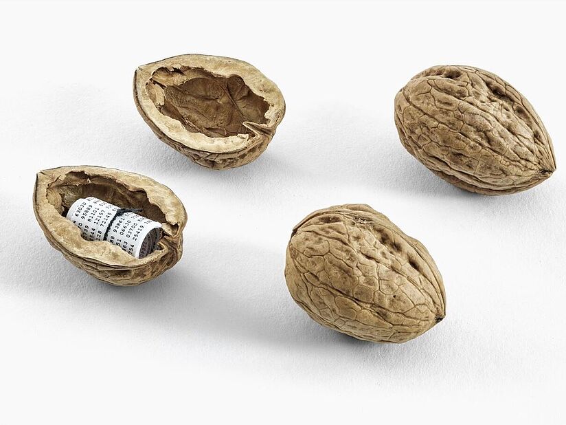 Drei Walnüsse, eine davon geöffnet mit Lochstreifen als Inhalt.