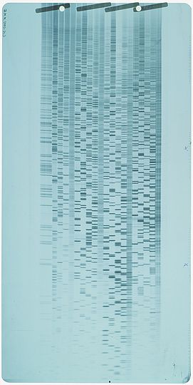 Autoradiogramm mit DNA-Bandenmuster.