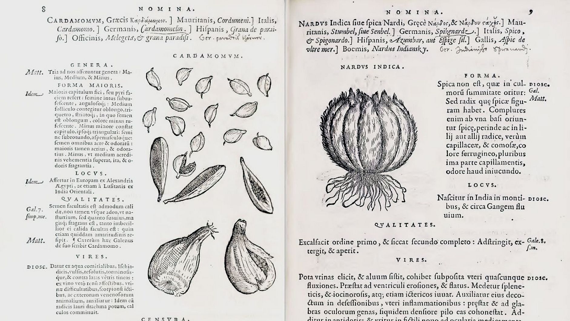 Blick in das Kräuterbuch "Matthioli".