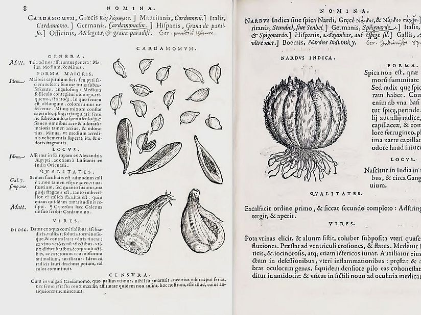 Blick in das Kräuterbuch "Matthioli".