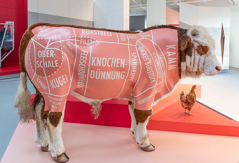 Lebensgroßes Modell eines Mastbullen.