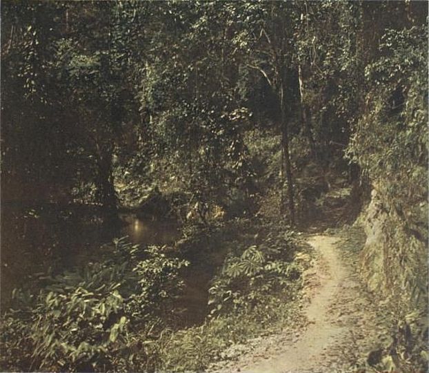 Historisches Foto: Wegverhältnisse zwischen Akpafu und Misahöhe im Jahr 1908.
