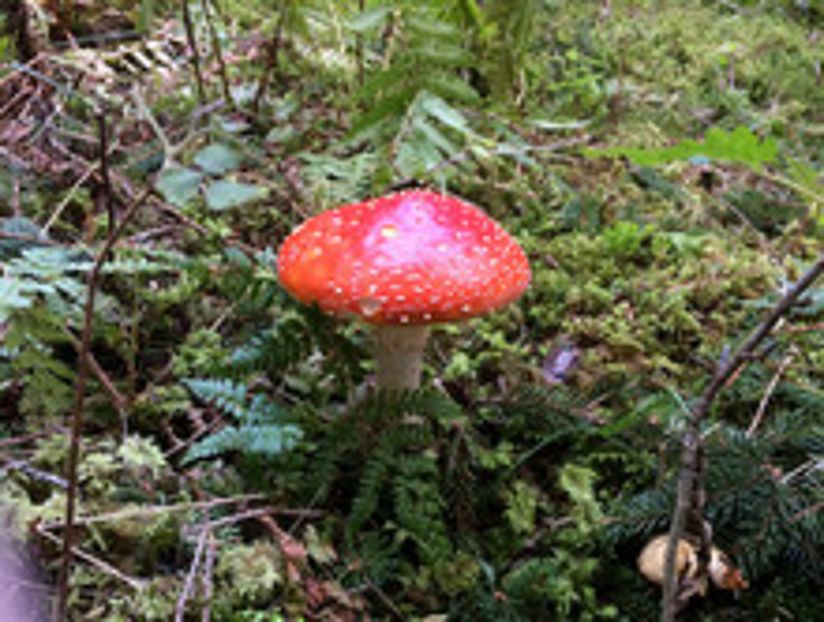 Fliegenpilz im Wald.