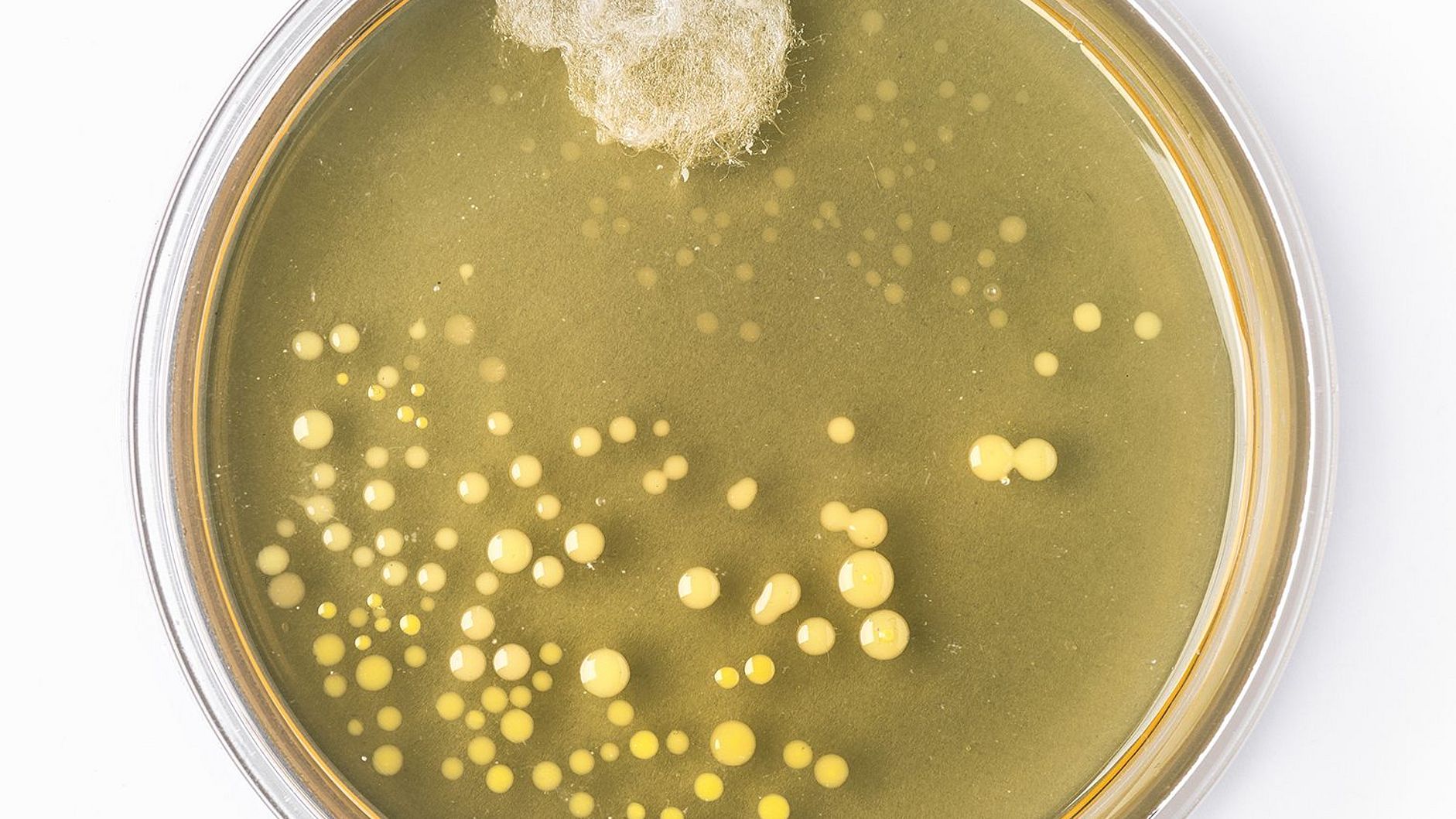 Nachbildung des berühmten Original-Petrischale von Alexander Fleming mit Schimmelpilz und Bakterienkolonien.