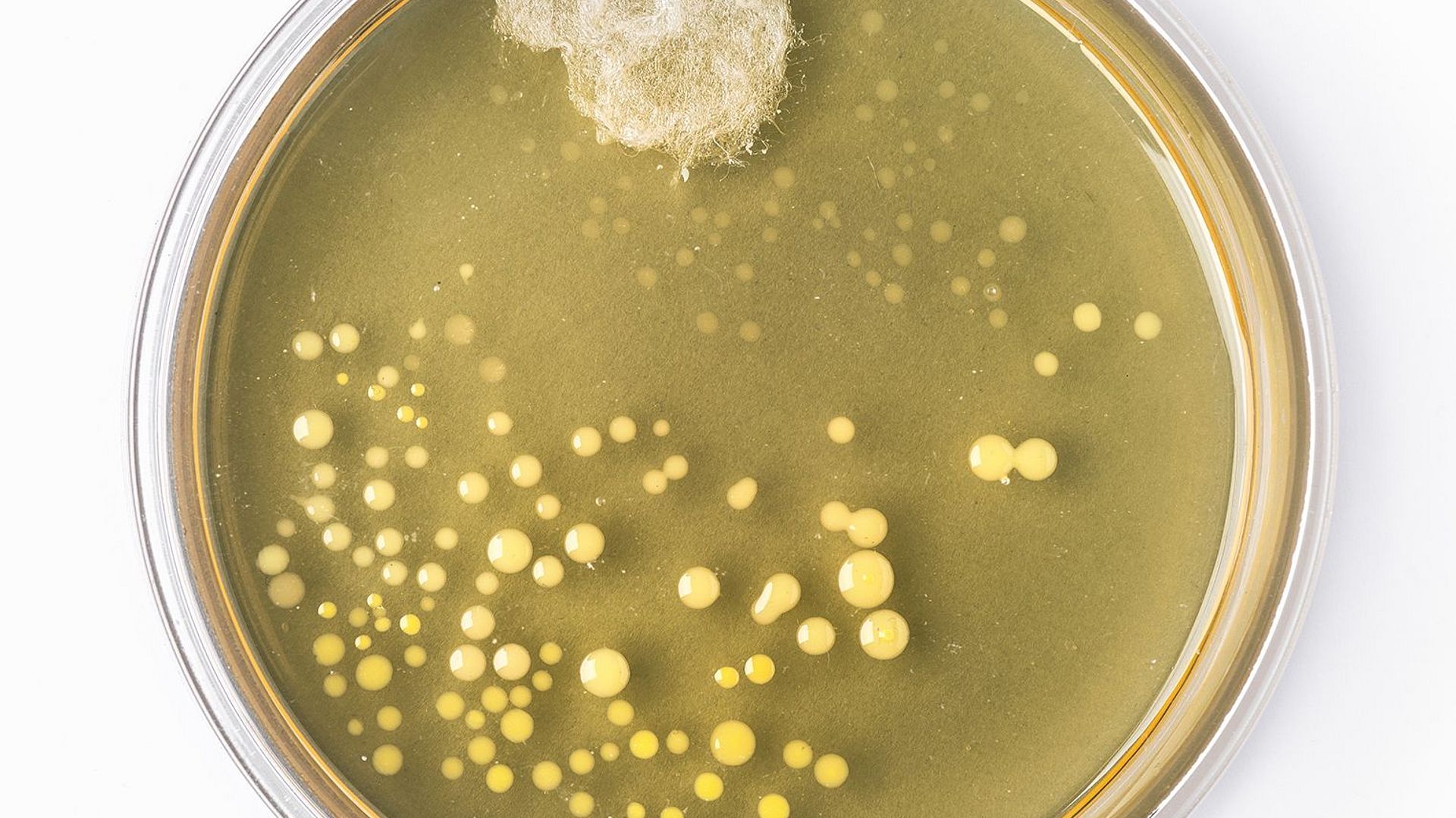 Nachbildung des berühmten Original-Petrischale von Alexander Fleming mit Schimmelpilz und Bakterienkolonien.
