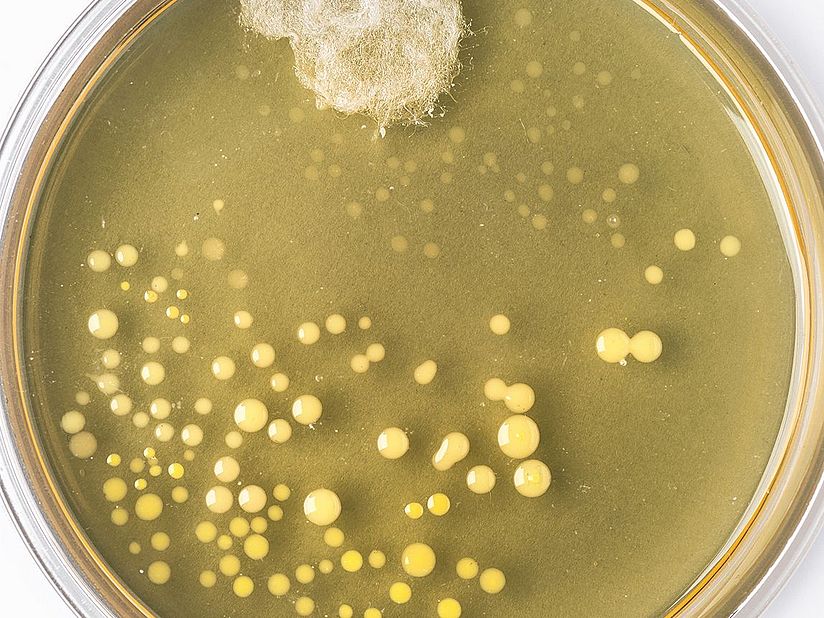 Nachbildung des berühmten Original-Petrischale von Alexander Fleming mit Schimmelpilz und Bakterienkolonien.