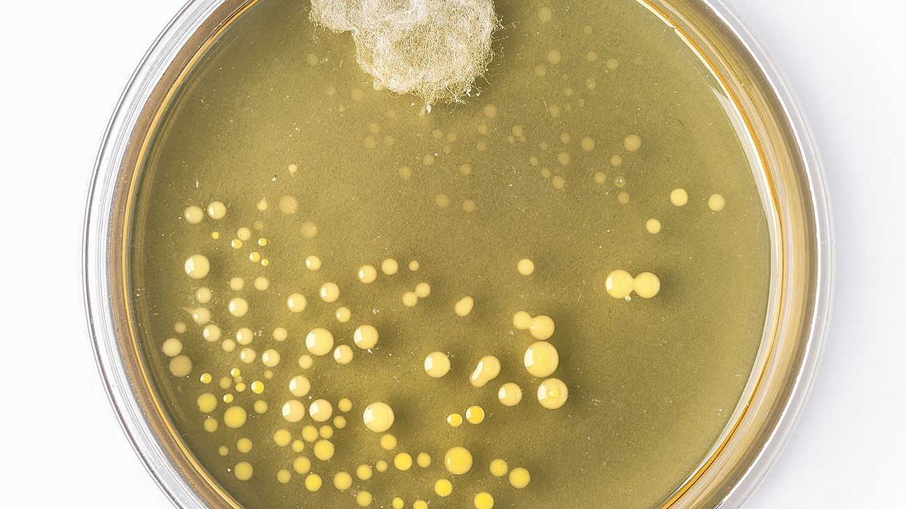 Nachbildung des berühmten Original-Petrischale von Alexander Fleming mit Schimmelpilz und Bakterienkolonien.