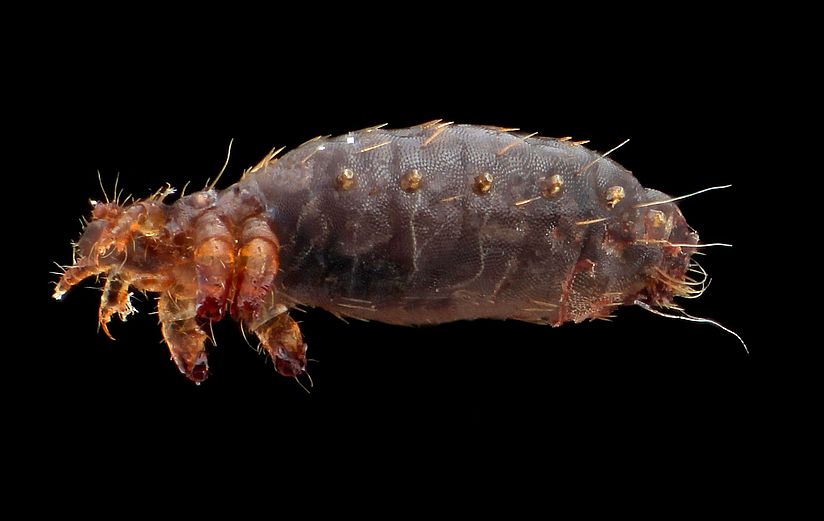 Eine bräunliche Laus.