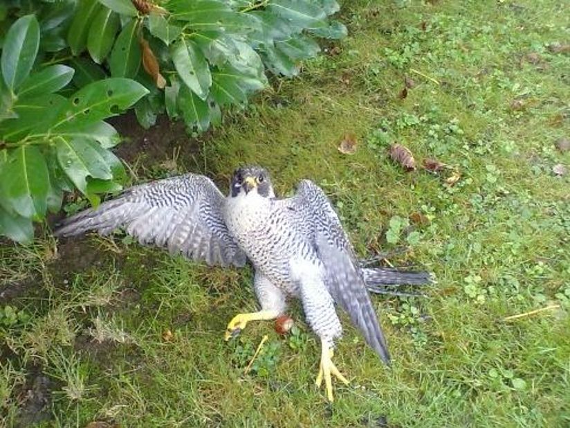 Erschöpfte Wanderfalke.
