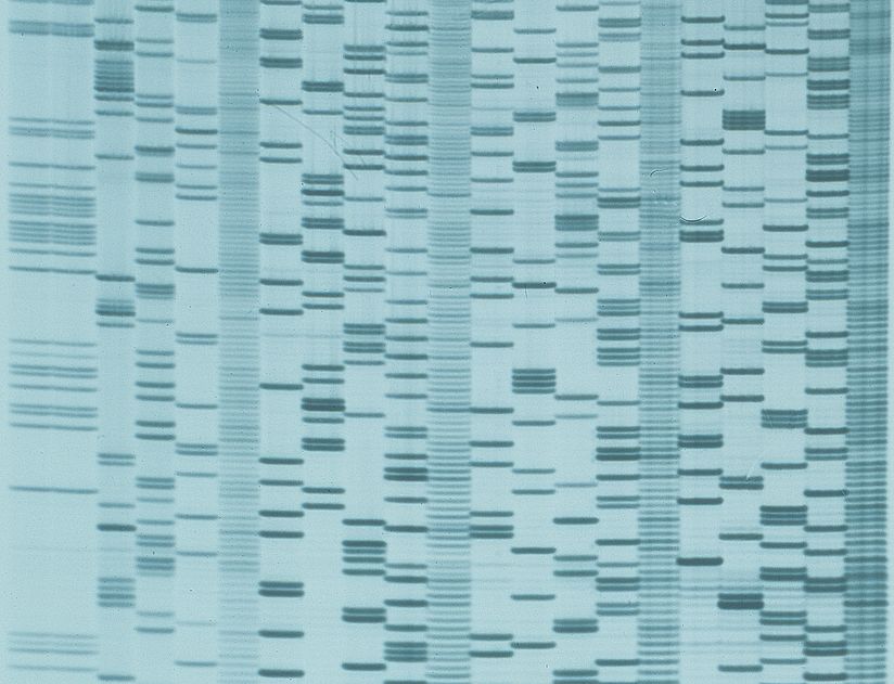 Muster der DNA-Fragment.