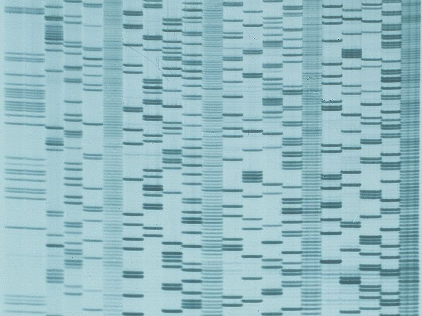 Muster der DNA-Fragment.
