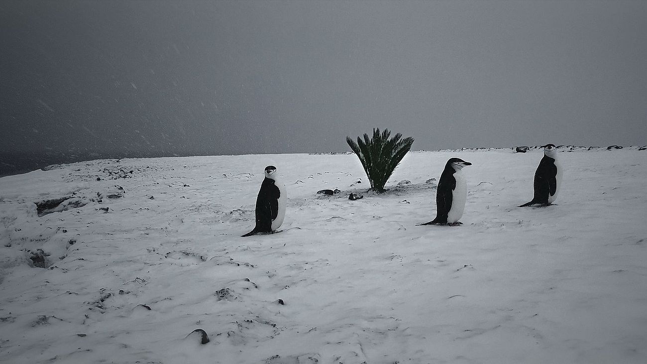 Filmstill aus FREM - Pinguine