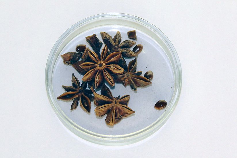 Sternanis in einer Petrischale.