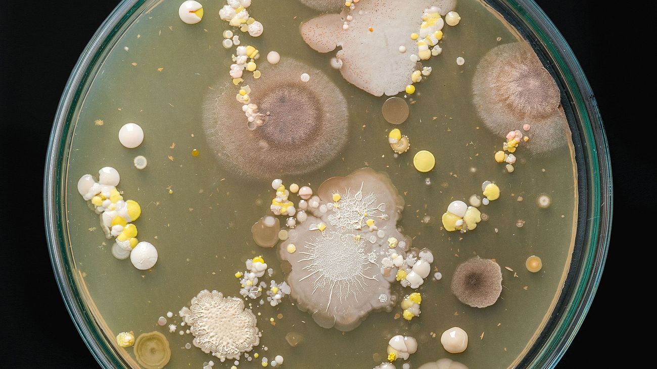 Petrieschale mit unerschiedlichen Arten von Bakterien, Viren und Pilzen.