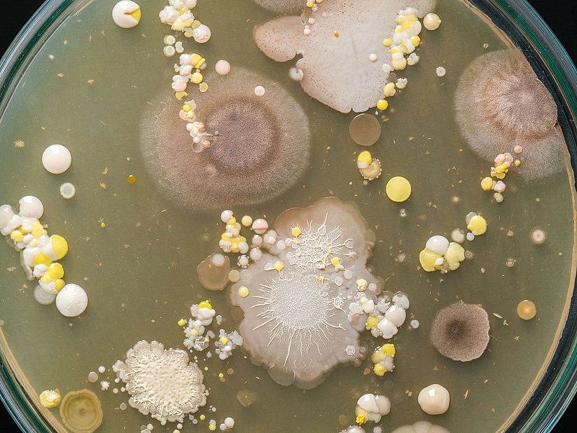 Petrieschale mit unerschiedlichen Arten von Bakterien, Viren und Pilzen.