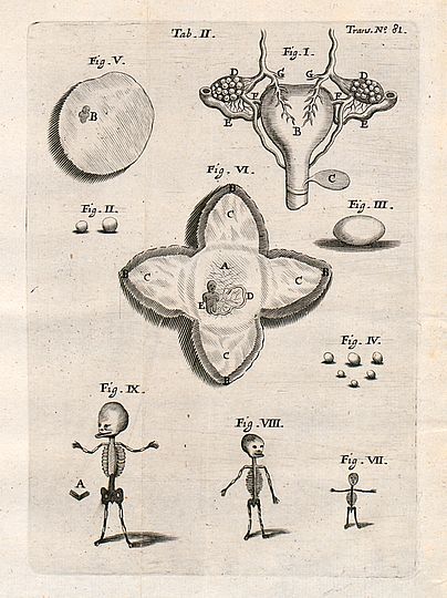 Illustrationen zur Entwicklung menschliche Embryonen.