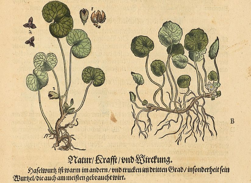 Grafik Haselwurz im Matthioli.