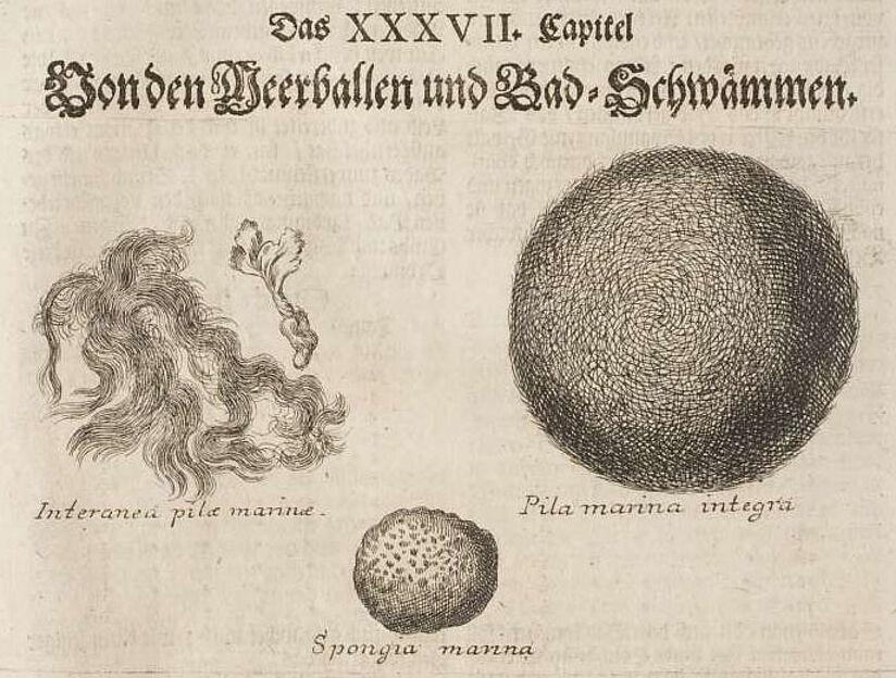 Das Kapitel "Von den Meerballen und Bad-Schwämmen" aus Michael Bernhard Valentini Buch "Museum Museorum" zeigt drei Skizzen von Meerballen.