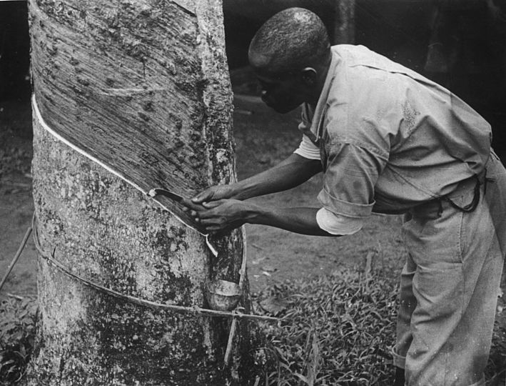 Historisches Foto: Kautschukgewinnung in Kamerun (undatiert, vermutl. 1920/30er Jahre).