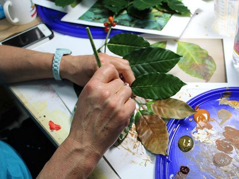 Hände bemalen Blätter, damit sie wie von echten Kaffeepflanzen aussehen.