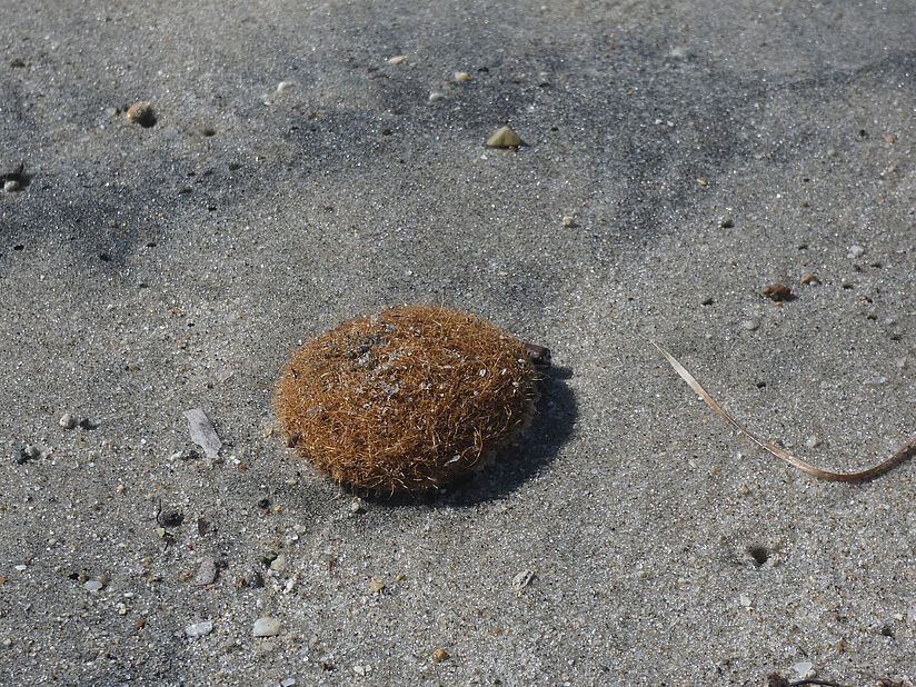 Nahaufnahme eines Meerballen am Strand.