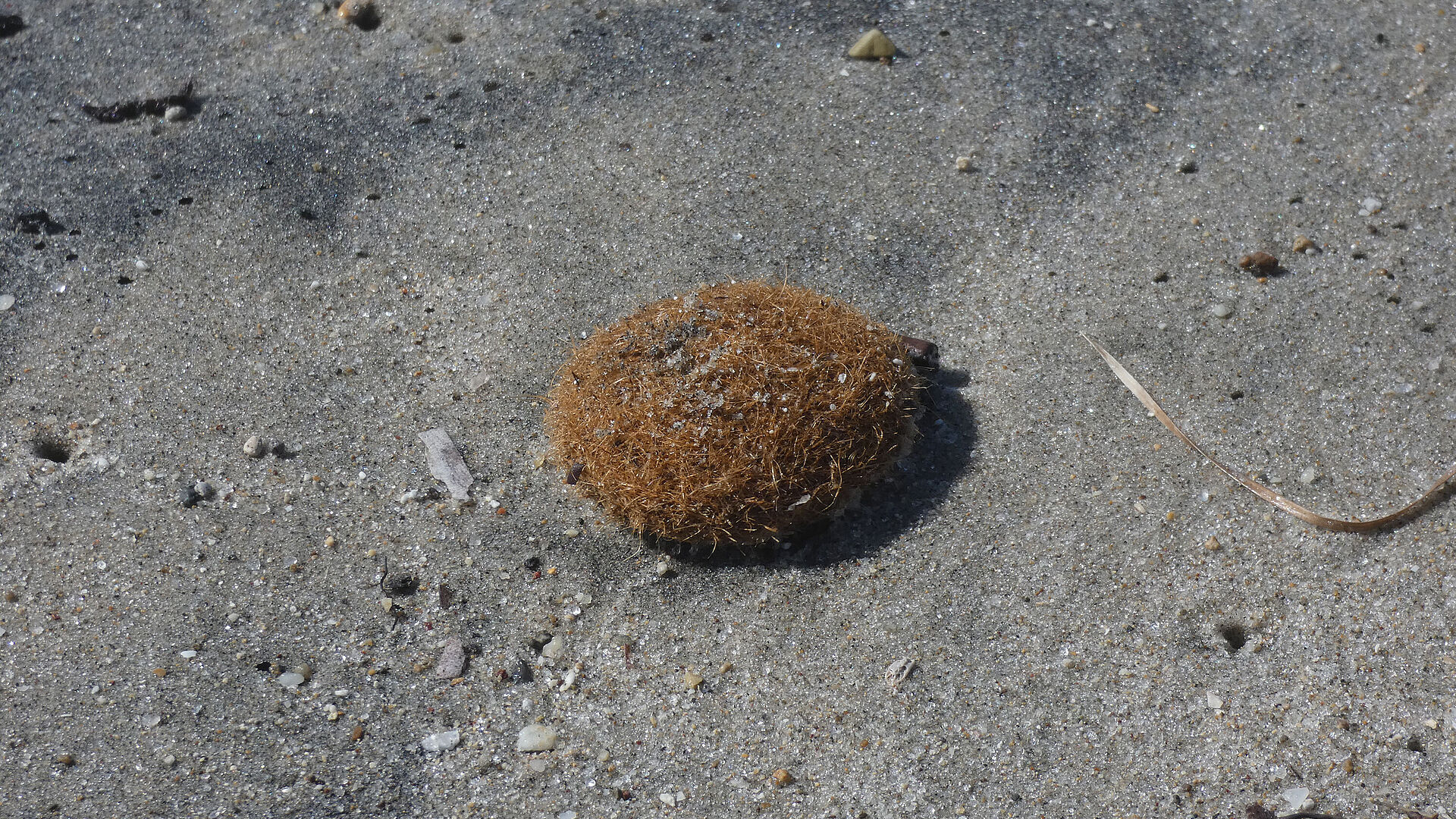 Nahaufnahme eines Meerballen am Strand.