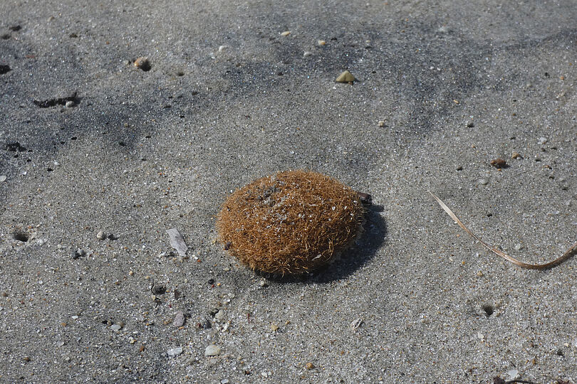 Nahaufnahme eines Meerballen am Strand.