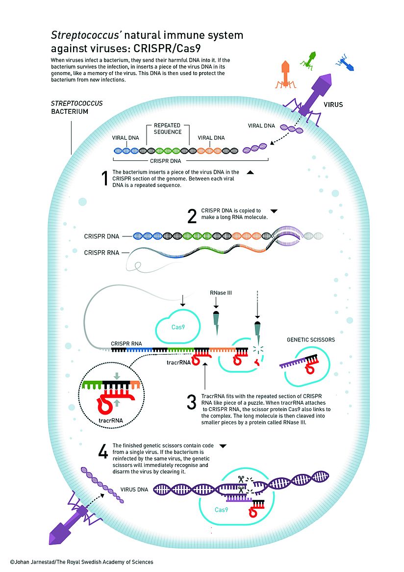 Illustration: Das natürliche Immunsystem der Streptokokken.