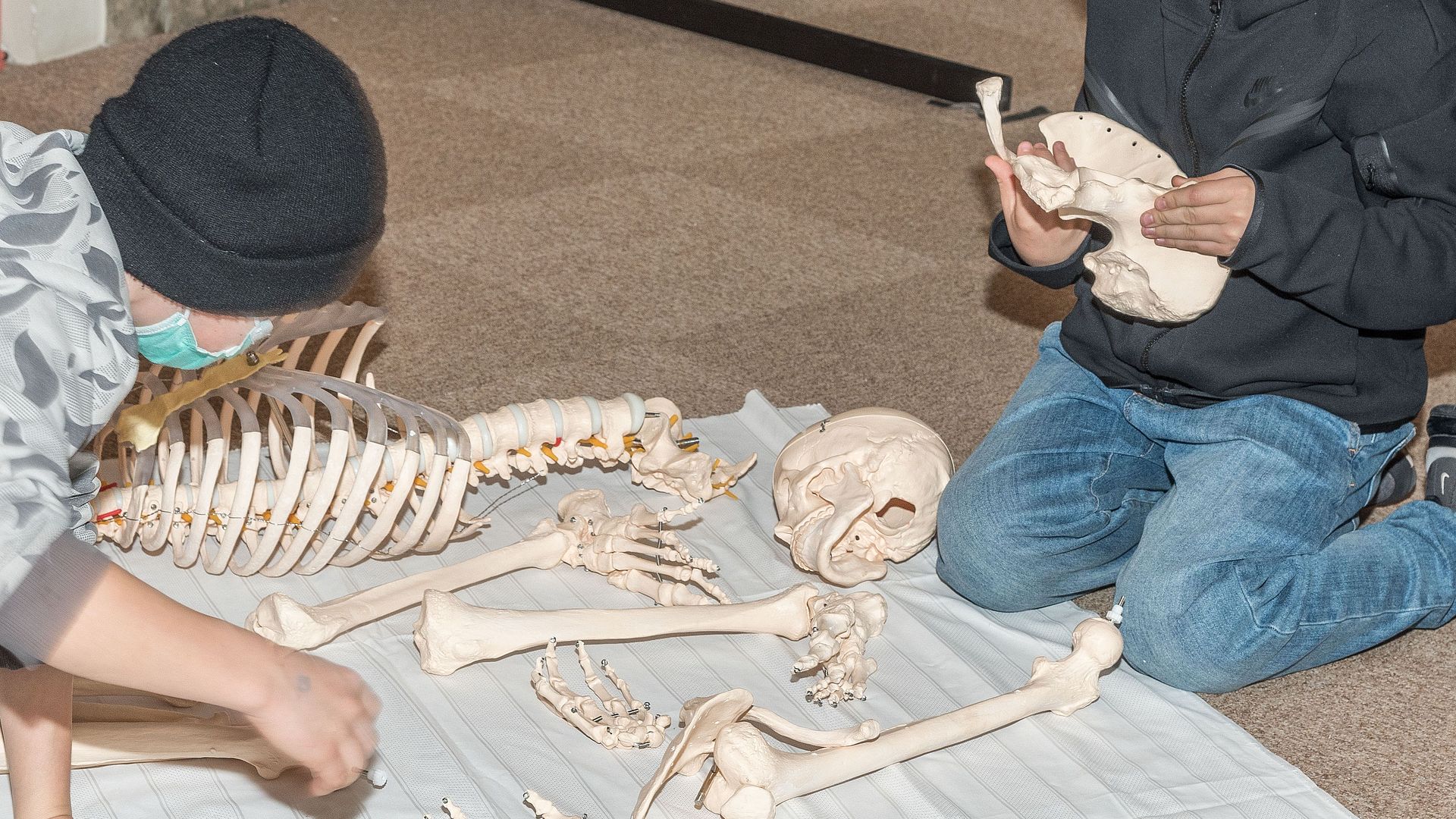 Zwei Schüler untersuchen ein menschliches Skelett.