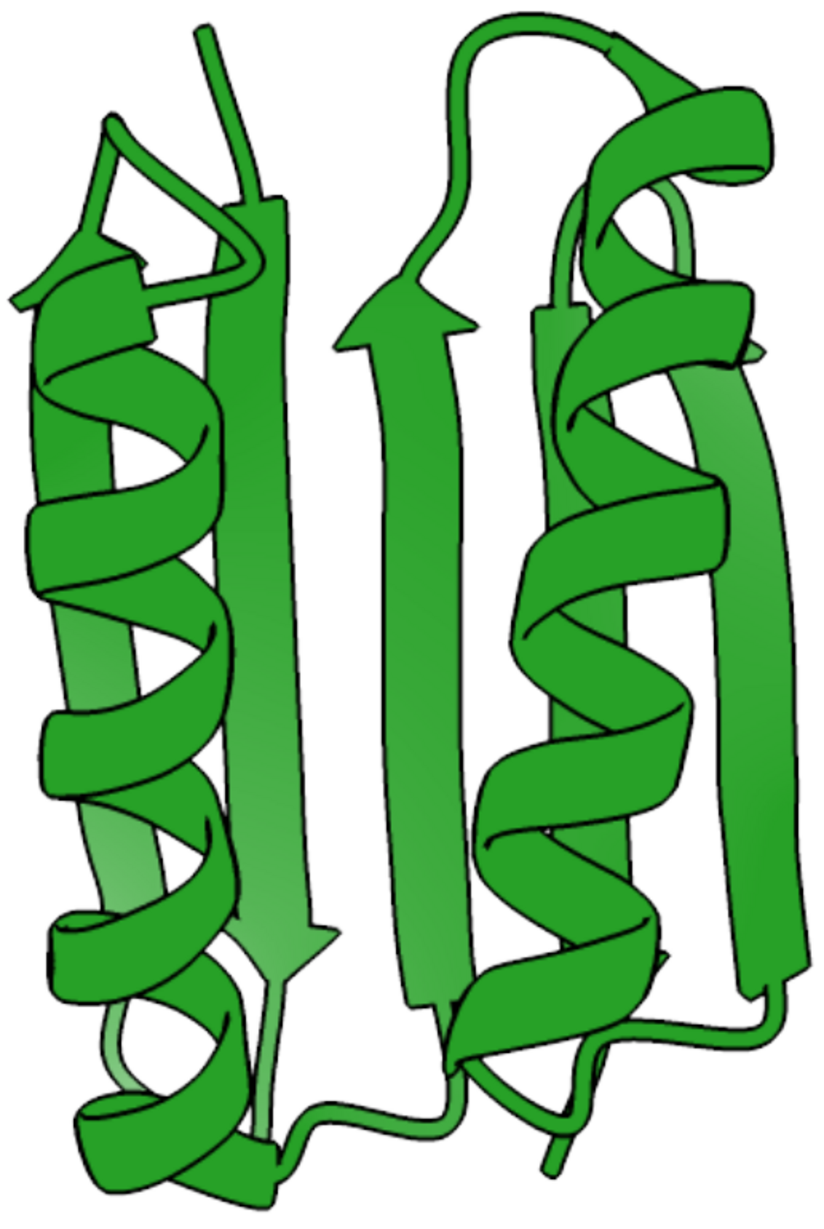 Dreidimensionales Bändermodell der Struktur von Top7.