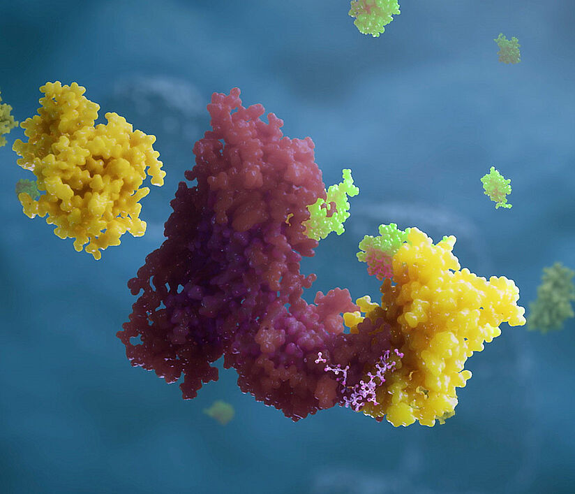 Ein PROTAC®-Molekül.