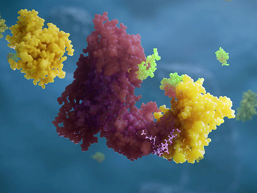 Ein PROTAC®-Molekül.