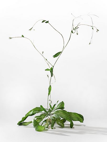 Modellpflanze Arabidopsis thaliana (Ackerschmalwand).